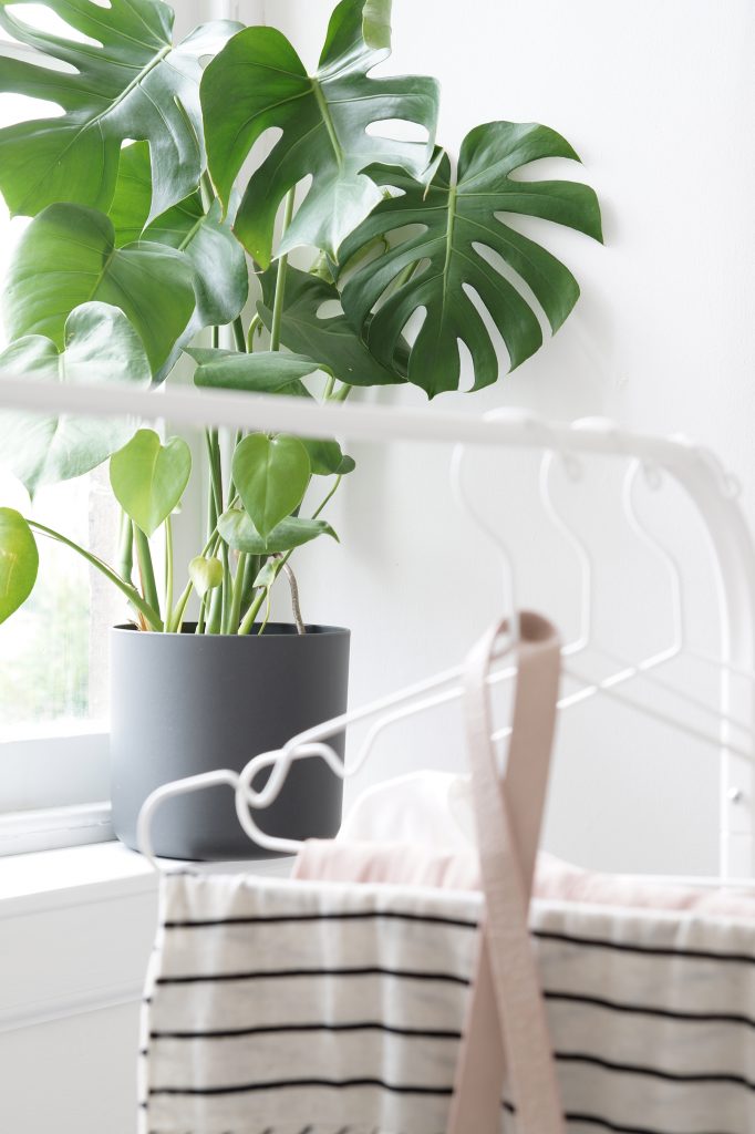 monstera and soft pink